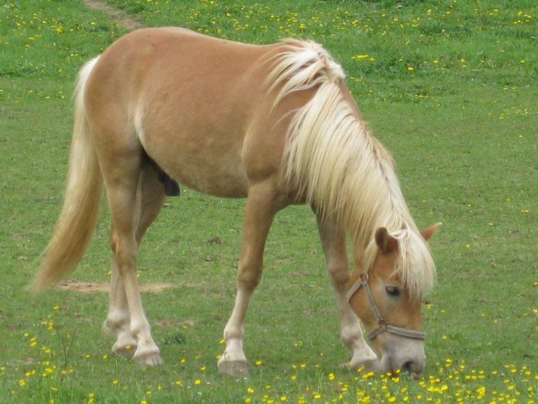 Fliegendecke für Haflinger