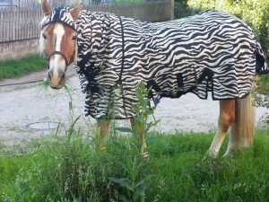 Fliegendecke Zebra gegen Bremsen